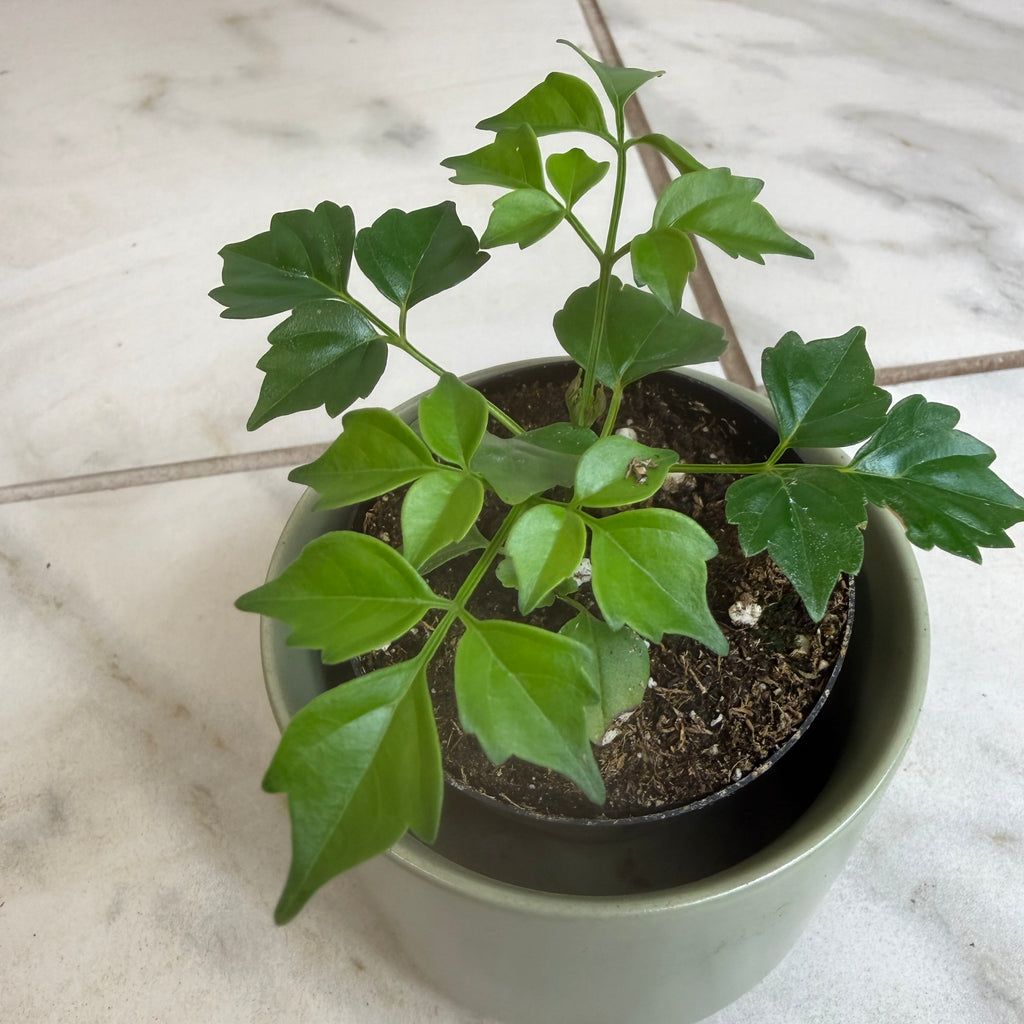 Radermachera Sinica China Doll, 2" Plant live plant - additional view 3