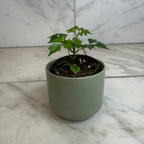 Radermachera Sinica China Doll, 2" Plant live plant - additional view 4