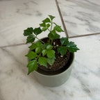 Radermachera Sinica China Doll, 2" Plant live plant - additional view 5