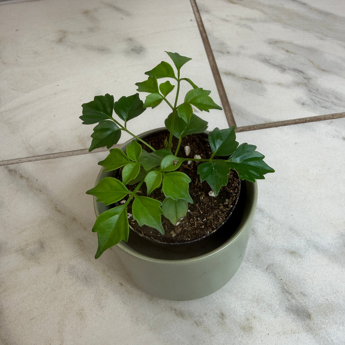 Radermachera Sinica China Doll, 2" Plant live plant - additional view 5
