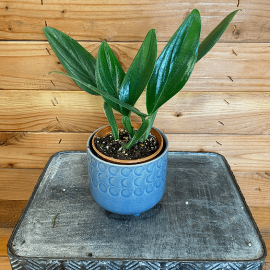 Philodendron Guttiferum, 4" Plant live plant