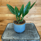 Philodendron Guttiferum, 4" Plant live plant