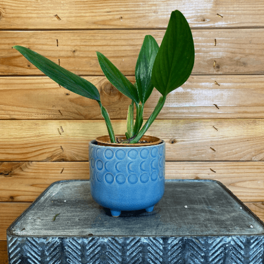 Philodendron Guttiferum, 4" Plant live plant - additional view 2