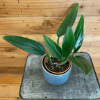 Philodendron Guttiferum, 4" Plant live plant - additional view 3