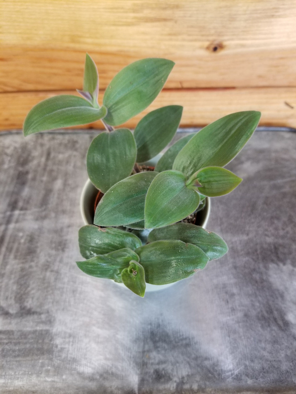 Tradescantia Baby Bunny Bellies 2" Plant live plant