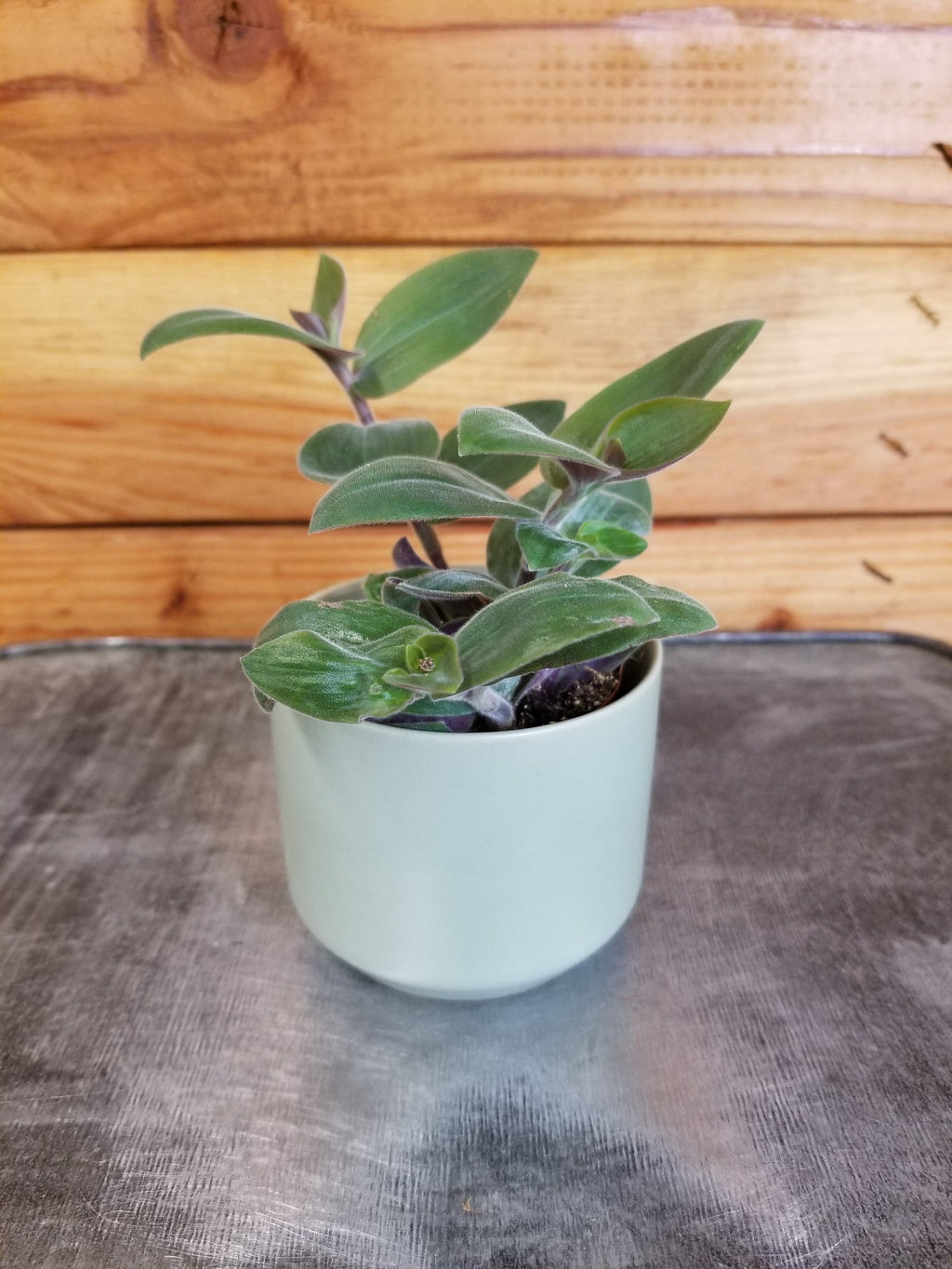 Tradescantia Baby Bunny Bellies 2" Plant live plant - additional view 2