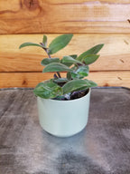 Tradescantia Baby Bunny Bellies 2" Plant live plant - additional view 2