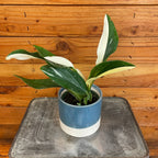 Monstera Standleyana Variegata, 4" Plant live plant
