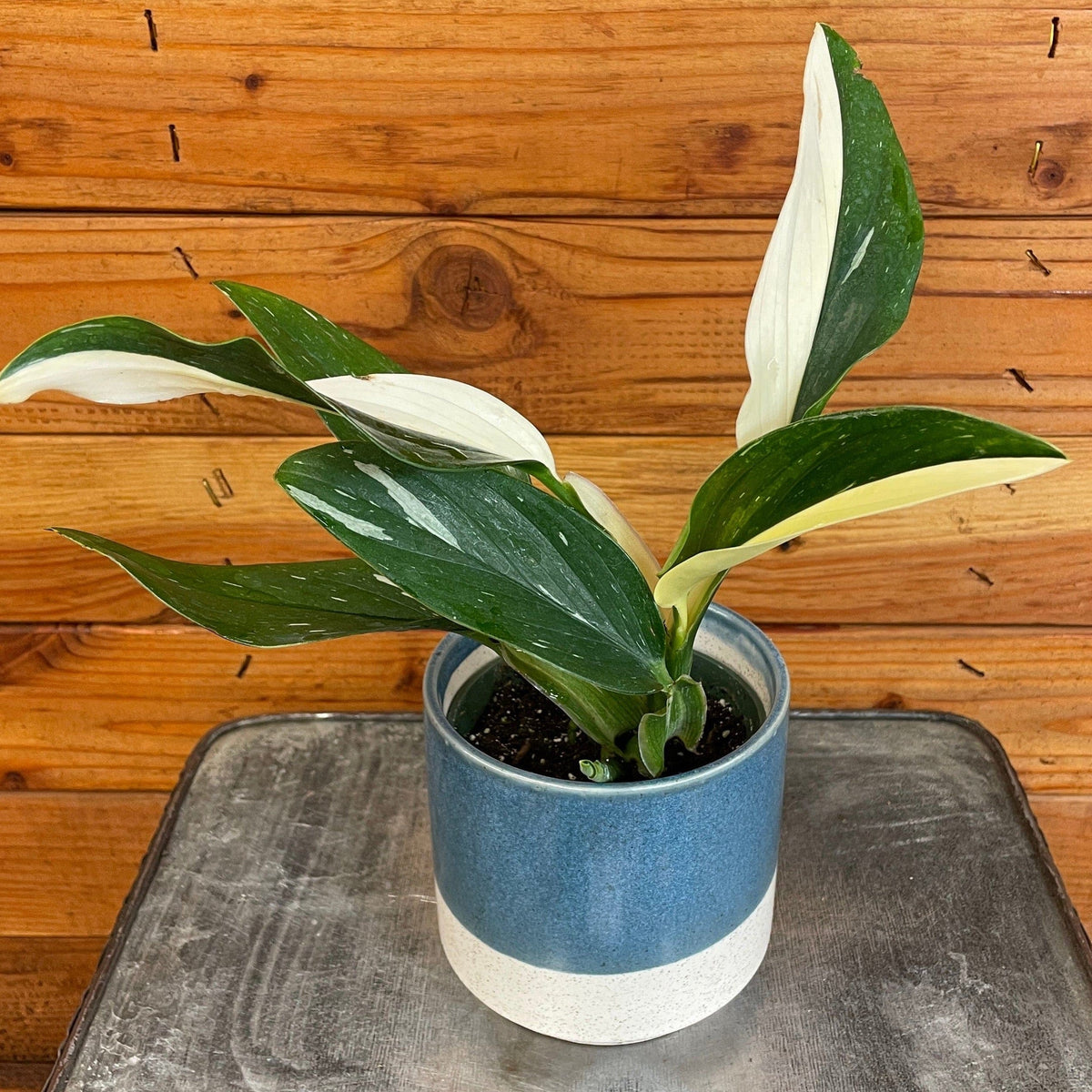 Monstera Standleyana Variegata, 4" Plant live plant - additional view 2