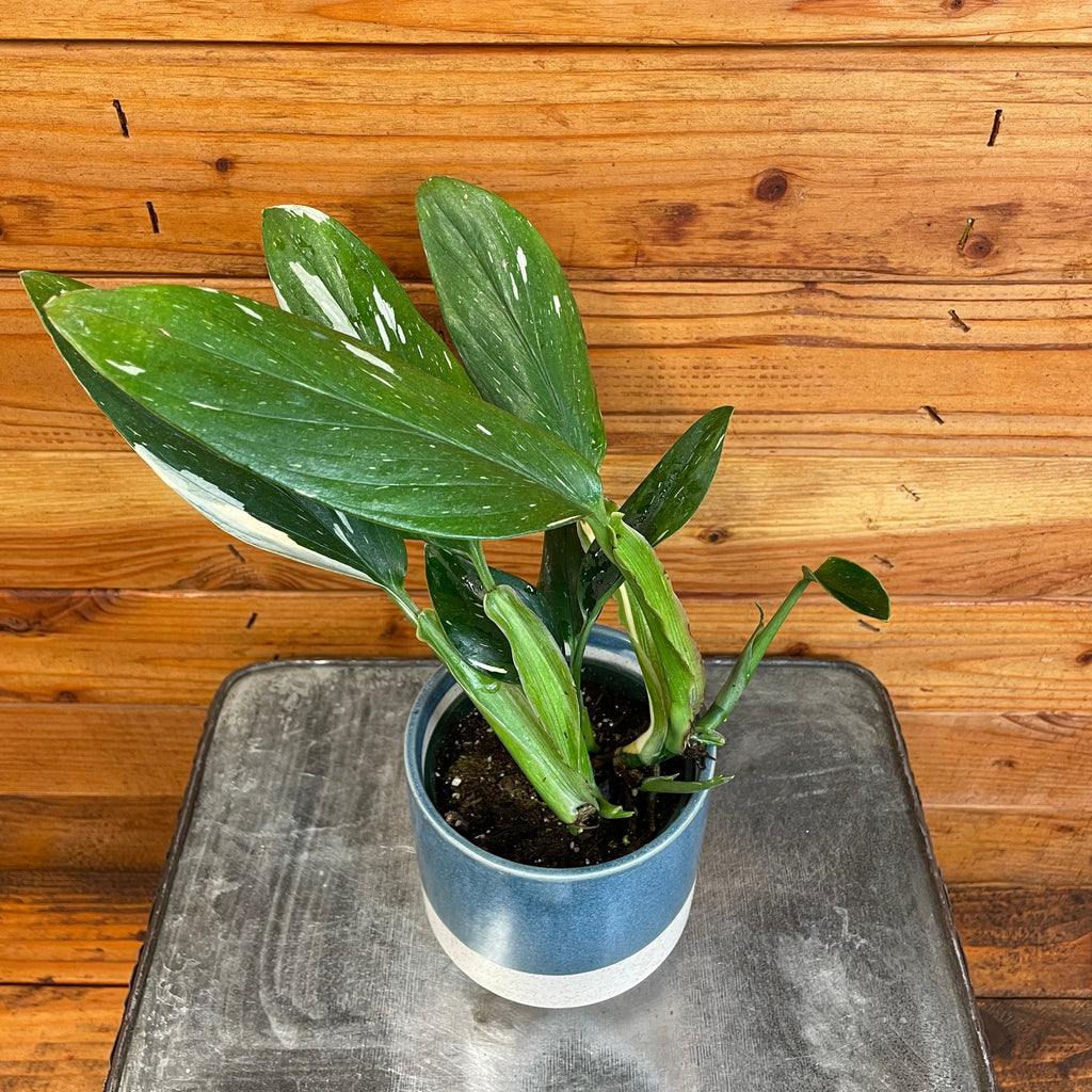 Monstera Standleyana Variegata, 4" Plant live plant - additional view 3
