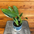 Monstera Standleyana Variegata, 4" Plant live plant - additional view 3