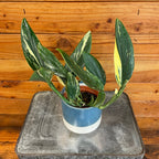 Monstera Standleyana Variegata, 4" Plant live plant - additional view 4