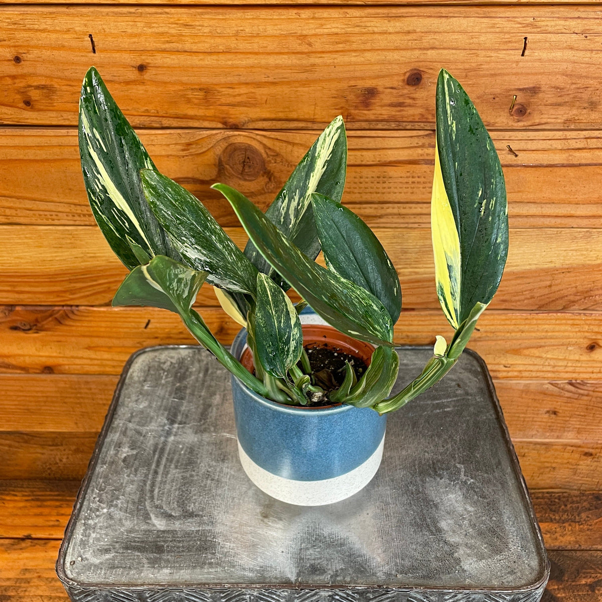 Monstera Standleyana Variegata, 4" Plant live plant - additional view 4