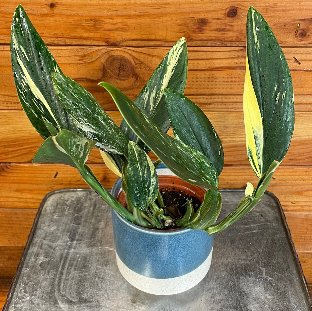 Monstera Standleyana Variegata, 4" Plant live plant - additional view 5