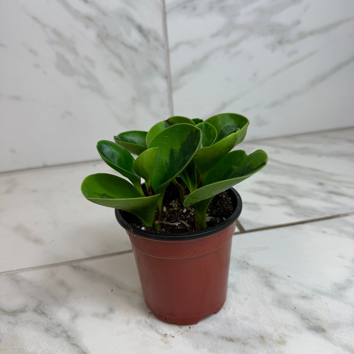Peperomia Obtusifolia Lemon Lime, 4" Plant live plant