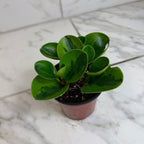 Peperomia Obtusifolia Lemon Lime, 4" Plant live plant - additional view 2