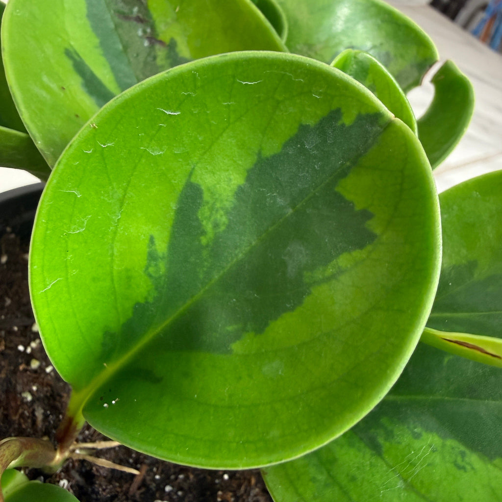 Peperomia Obtusifolia Lemon Lime, 4" Plant live plant - additional view 3
