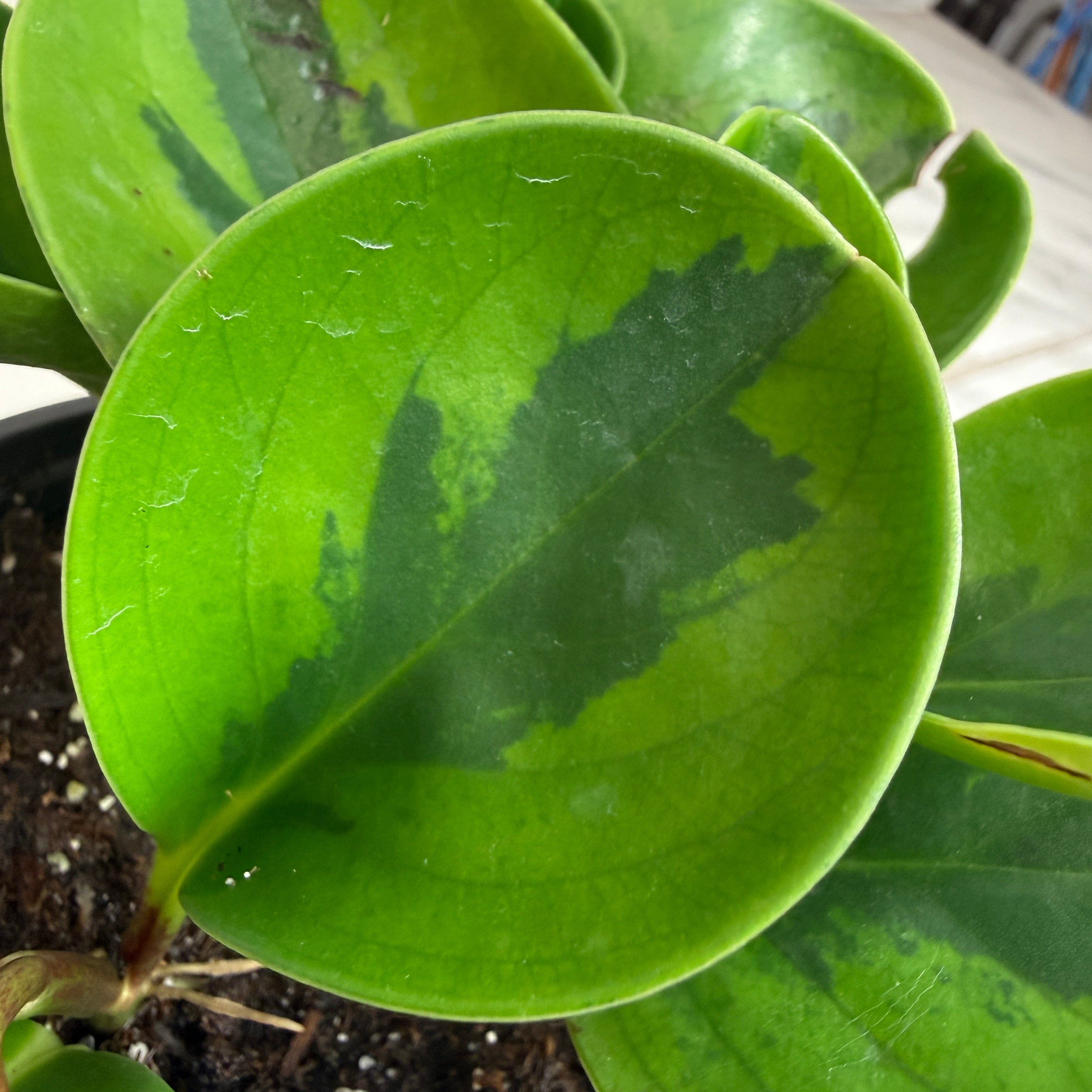 Peperomia Obtusifolia Lemon Lime, 4" Plant live plant - additional view 3