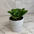 Peperomia Obtusifolia Lemon Lime, 4" Plant live plant - additional view 4