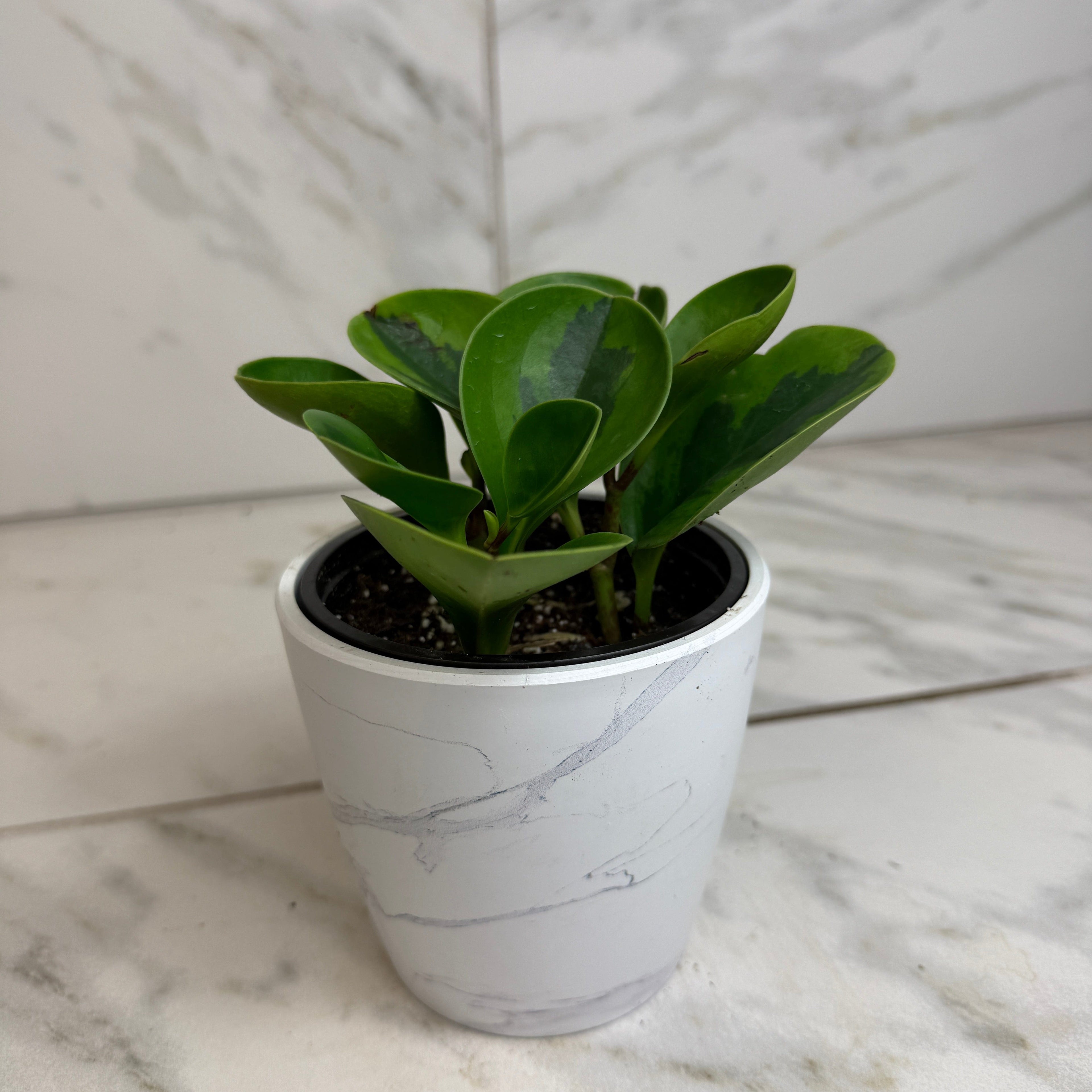 Peperomia Obtusifolia Lemon Lime, 4" Plant live plant - additional view 4