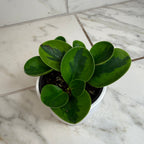 Peperomia Obtusifolia Lemon Lime, 4" Plant live plant - additional view 5