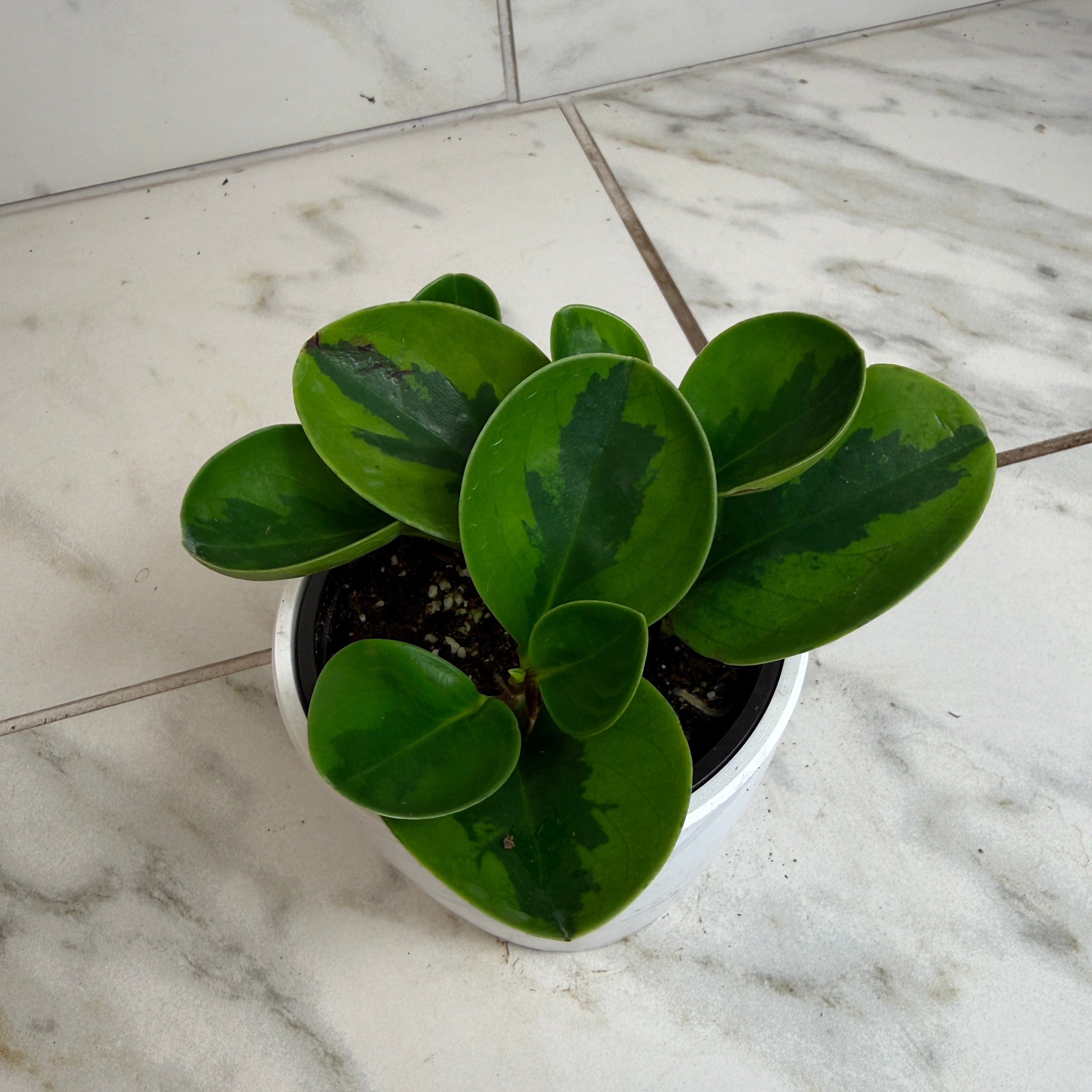 Peperomia Obtusifolia Lemon Lime, 4" Plant live plant - additional view 5