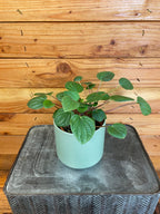 Peperomia Rana Verde, 4" Plant live plant