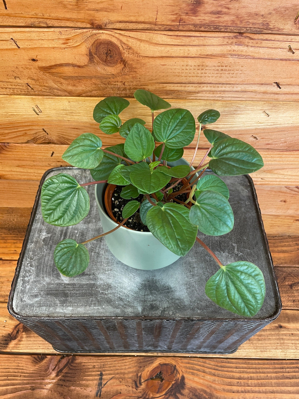 Peperomia Rana Verde, 4" Plant live plant - additional view 2