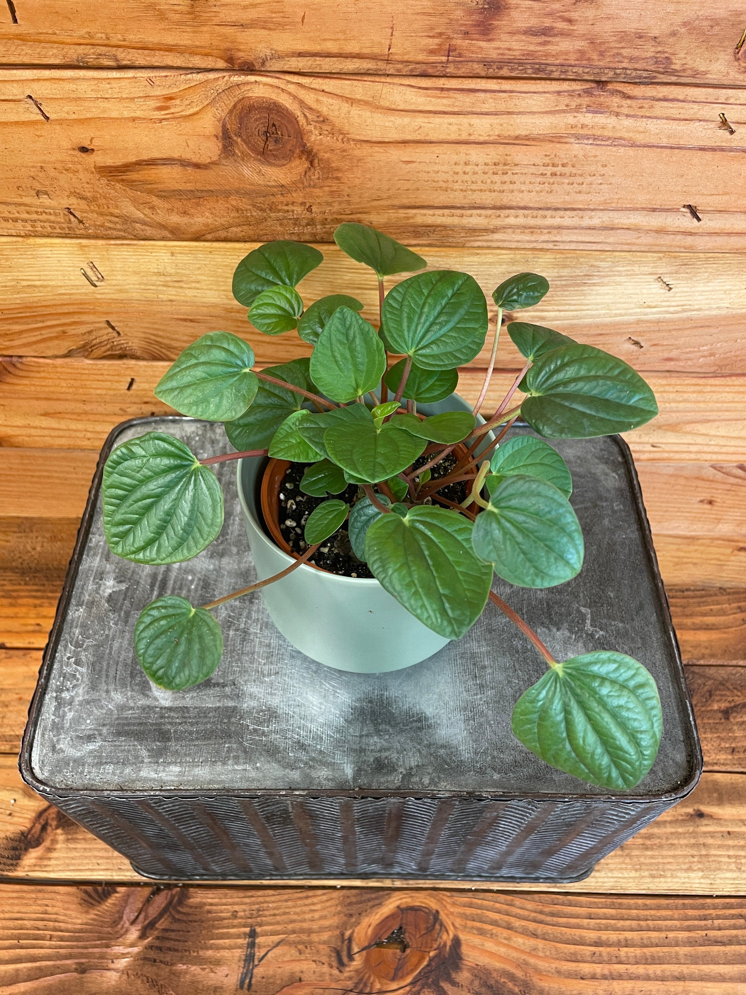 Peperomia Rana Verde, 4" Plant live plant - additional view 2