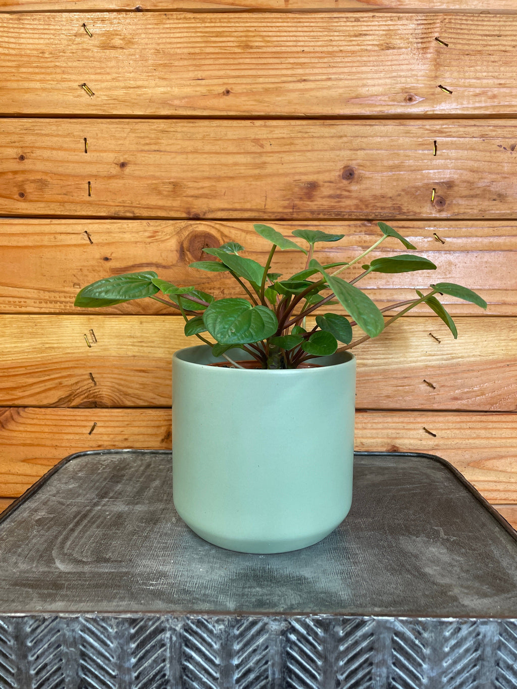 Peperomia Rana Verde, 4" Plant live plant - additional view 3