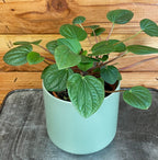 Peperomia Rana Verde, 4" Plant live plant - additional view 4