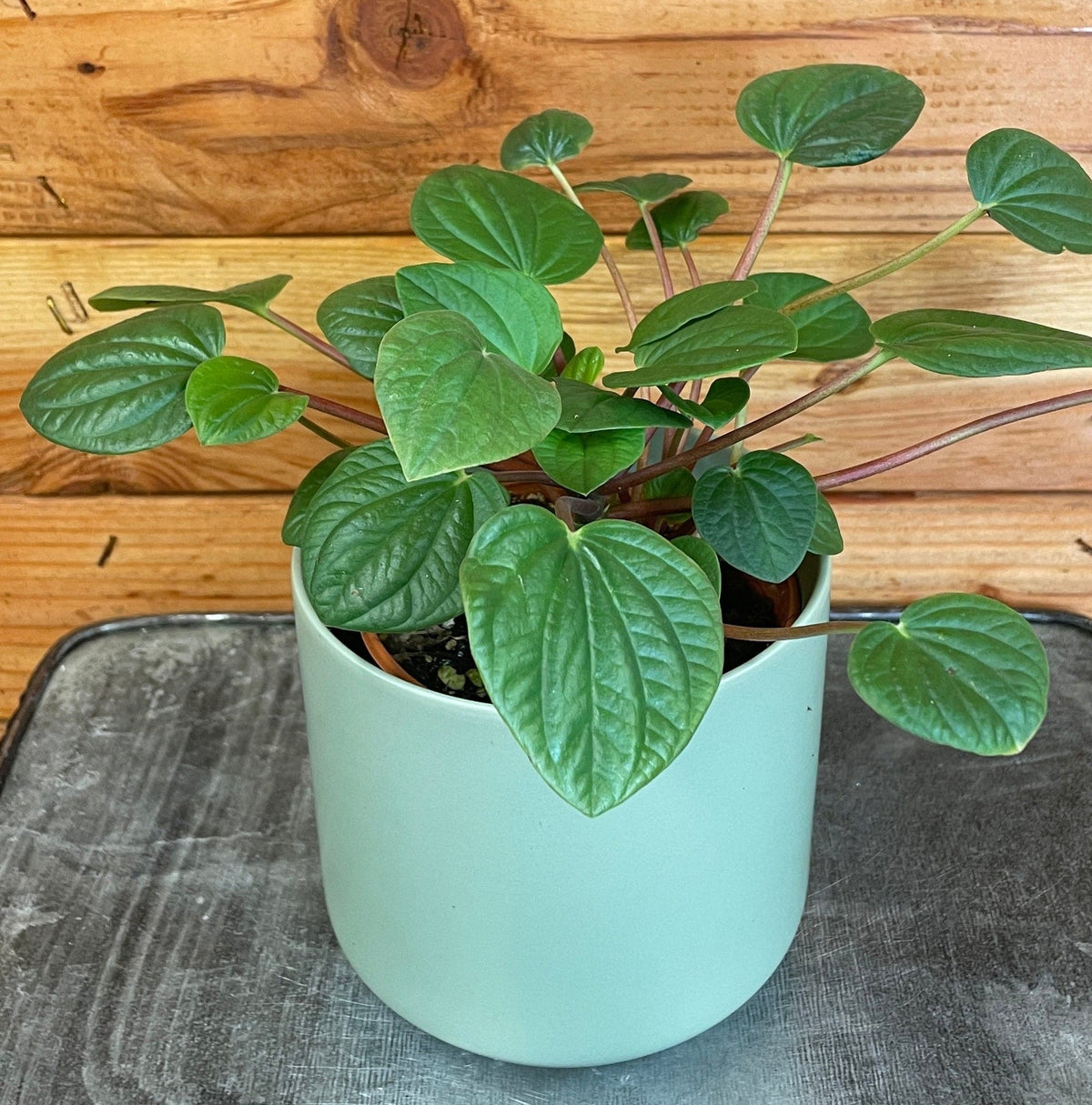 Peperomia Rana Verde, 4" Plant live plant - additional view 4