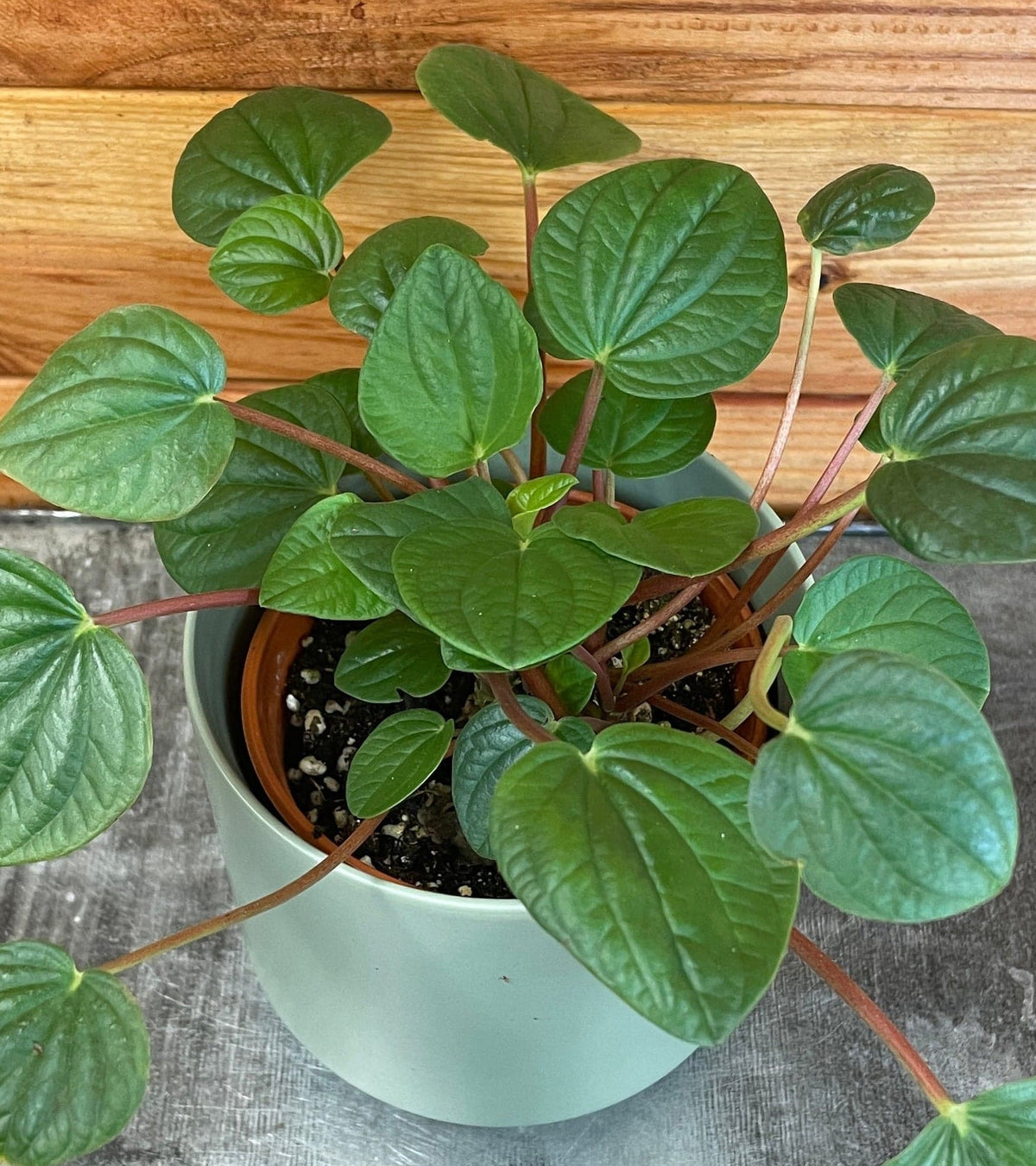 Peperomia Rana Verde, 4" Plant live plant - additional view 5
