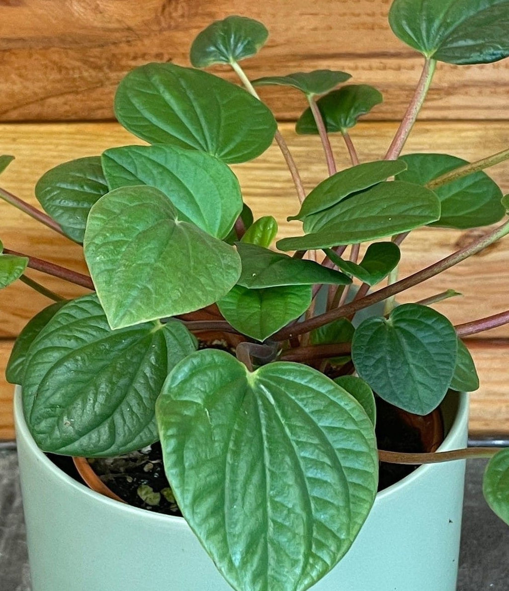Peperomia Rana Verde, 4" Plant live plant - additional view 6