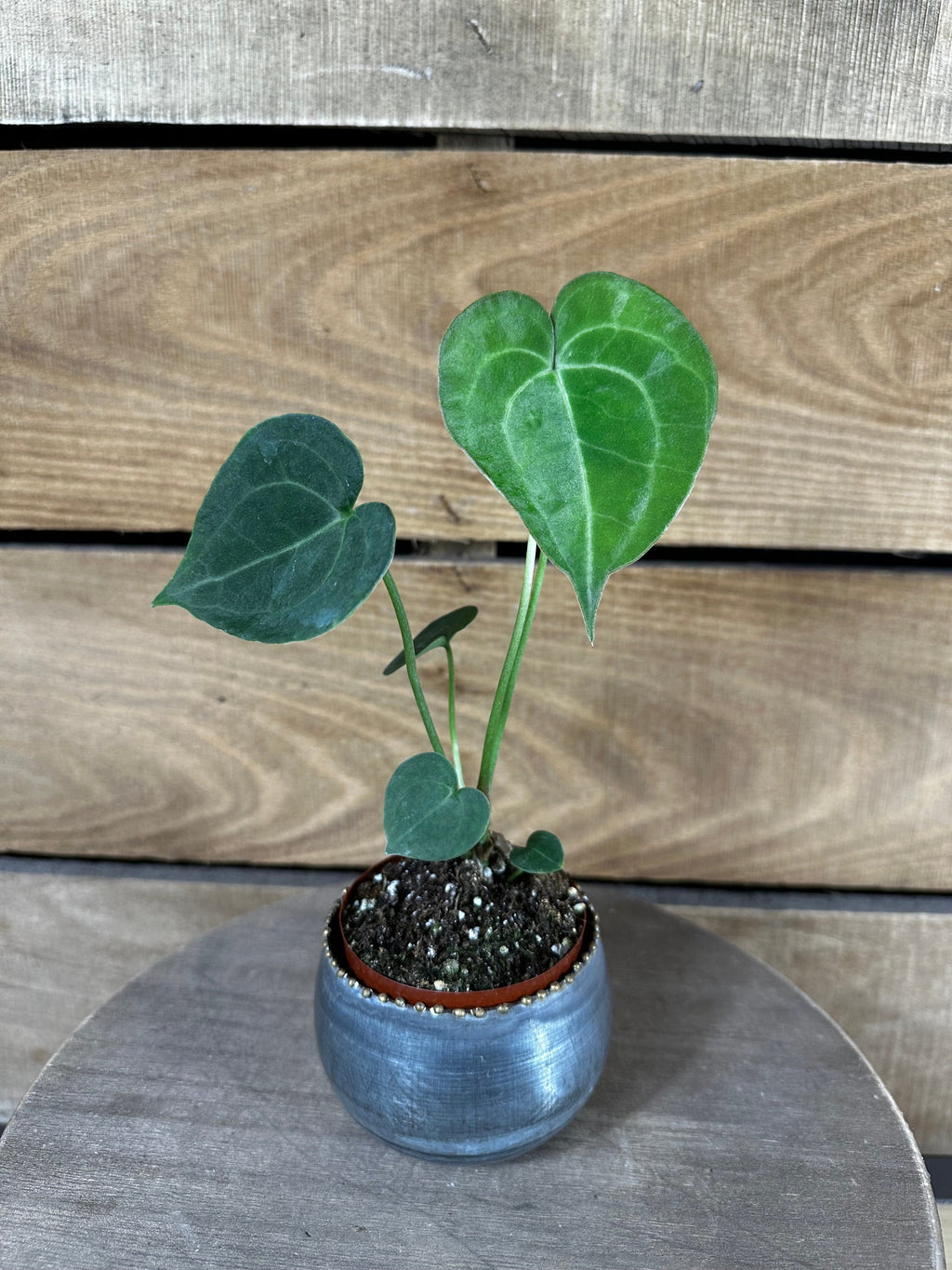 Anthurium Clarinervium, 2" Plant live plant