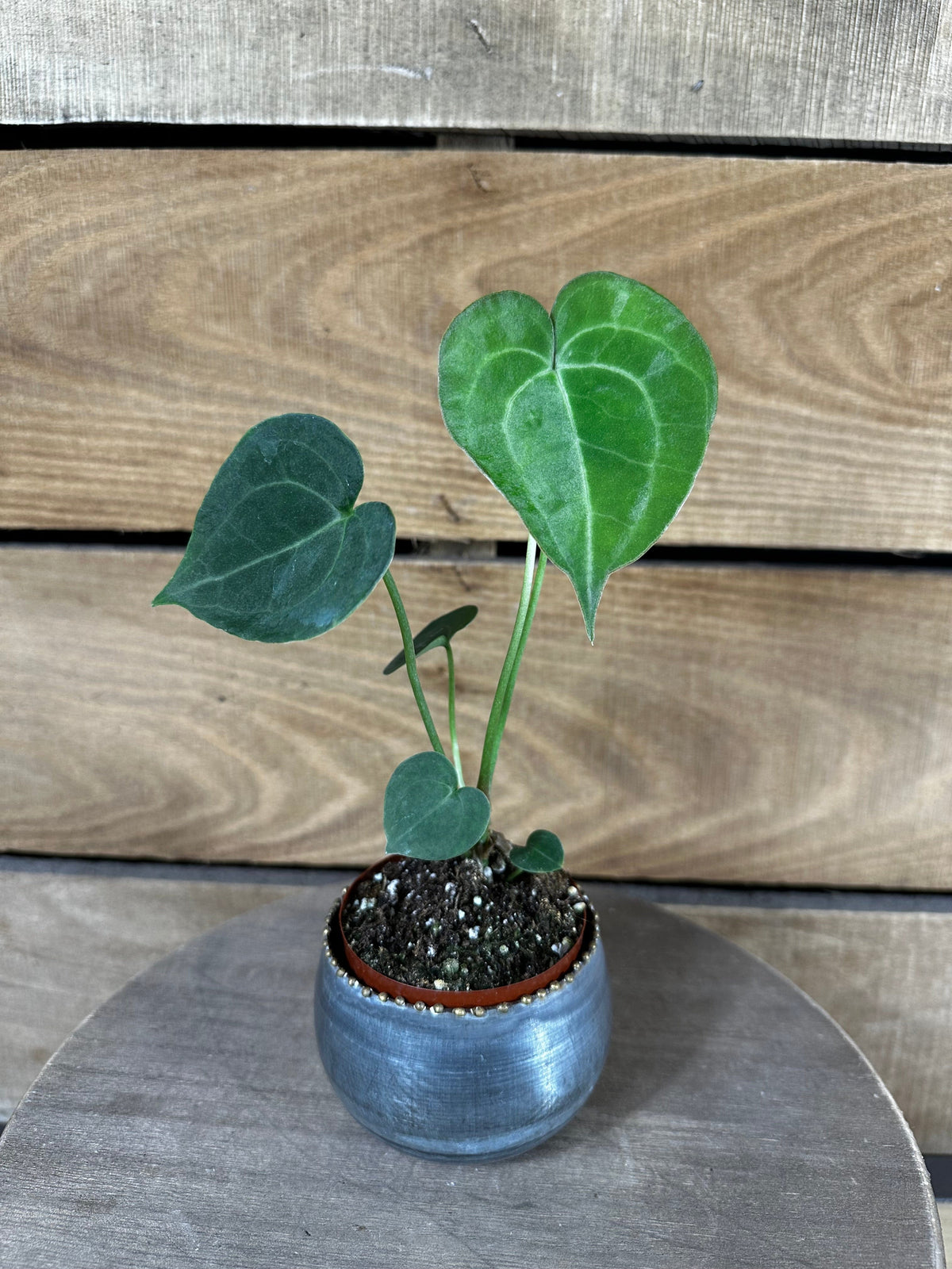 Anthurium Clarinervium, 2" Plant live plant