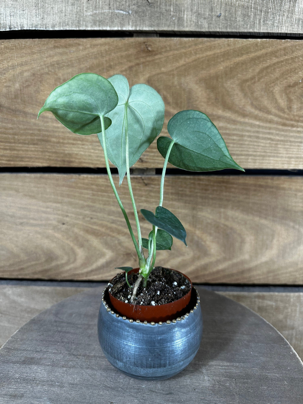 Anthurium Clarinervium, 2" Plant live plant - additional view 2