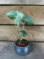 Anthurium Clarinervium, 2" Plant live plant - additional view 2