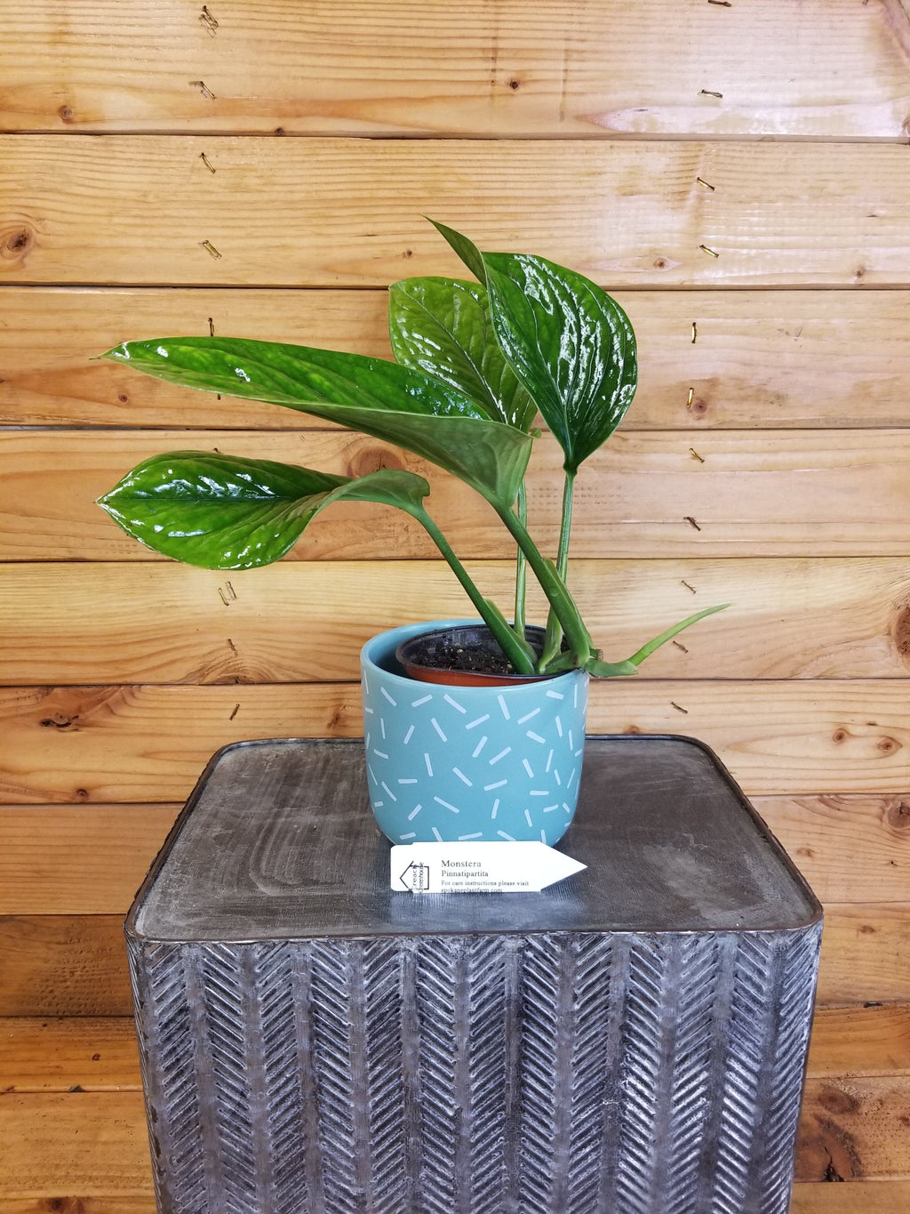 Monstera Pinnatipartita, 4” Plant live plant