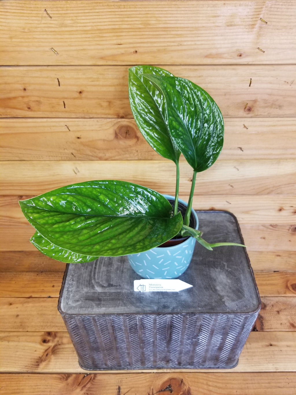 Monstera Pinnatipartita, 4” Plant live plant - additional view 2