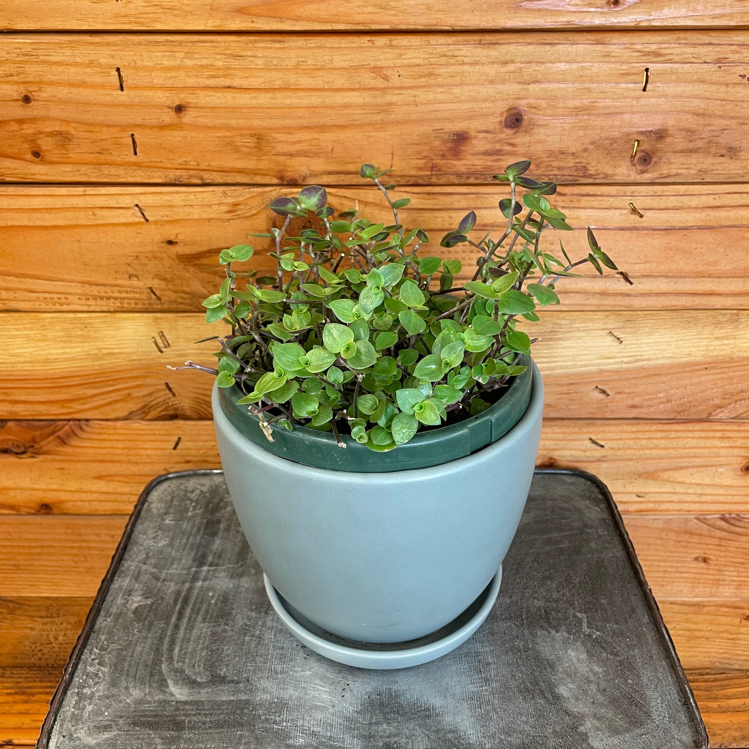 Callisia repens, 6" Plant live plant