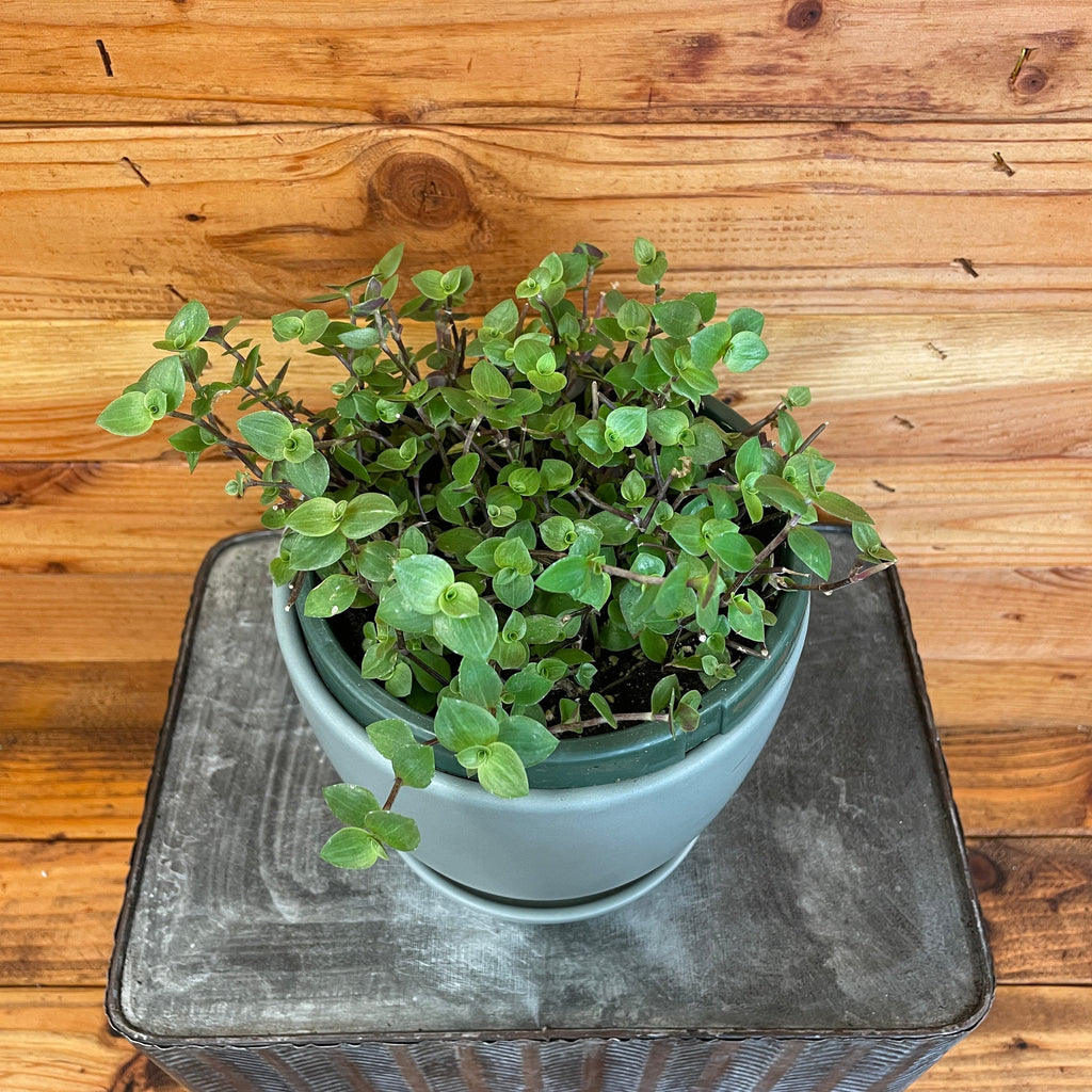 Callisia repens, 6" Plant live plant - additional view 2
