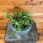 Callisia repens, 6" Plant live plant - additional view 2