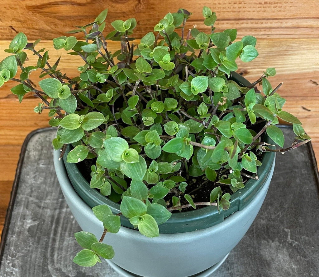 Callisia repens, 6" Plant live plant - additional view 3