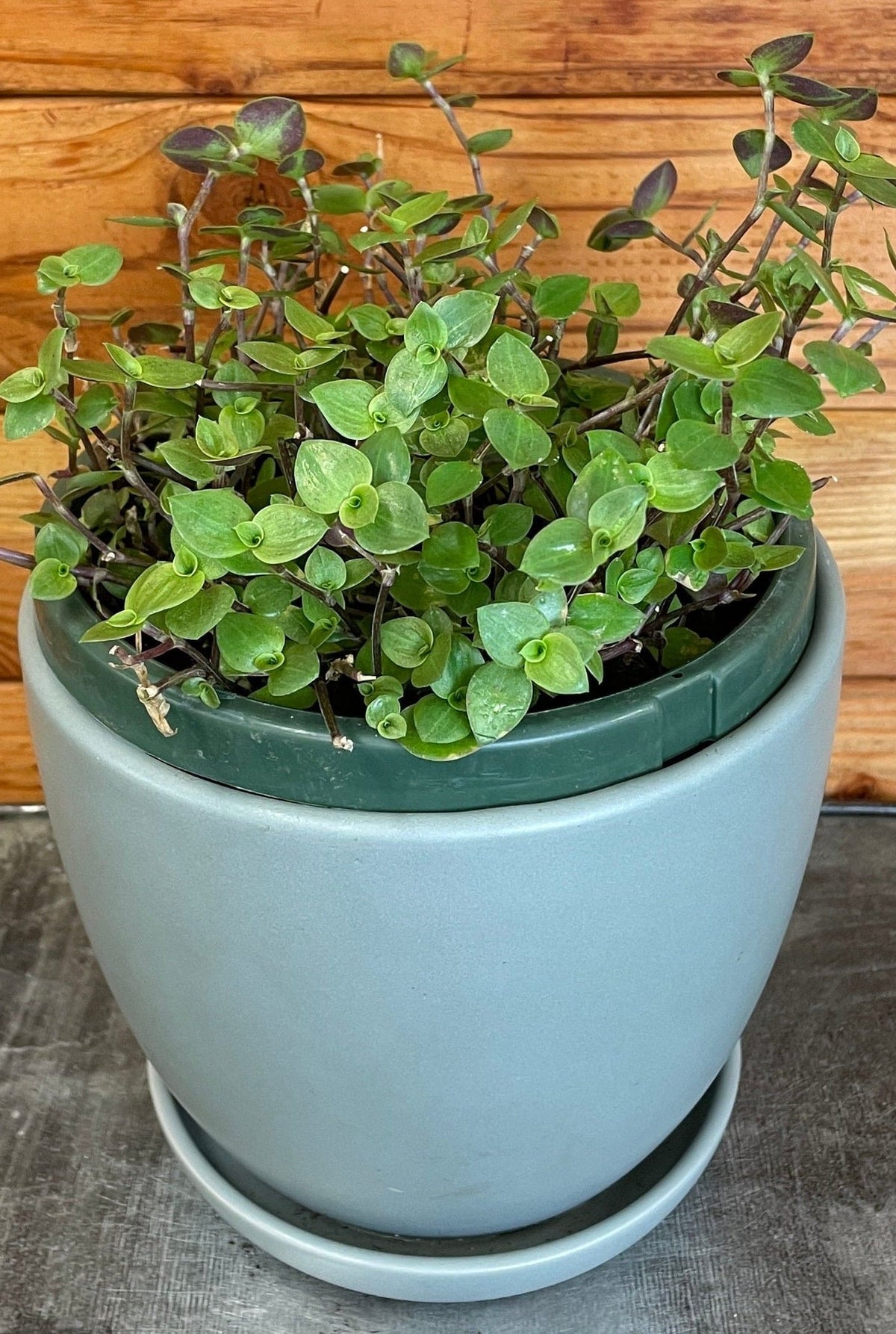 Callisia repens, 6" Plant live plant - additional view 4
