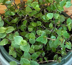 Callisia repens, 6" Plant live plant - additional view 5