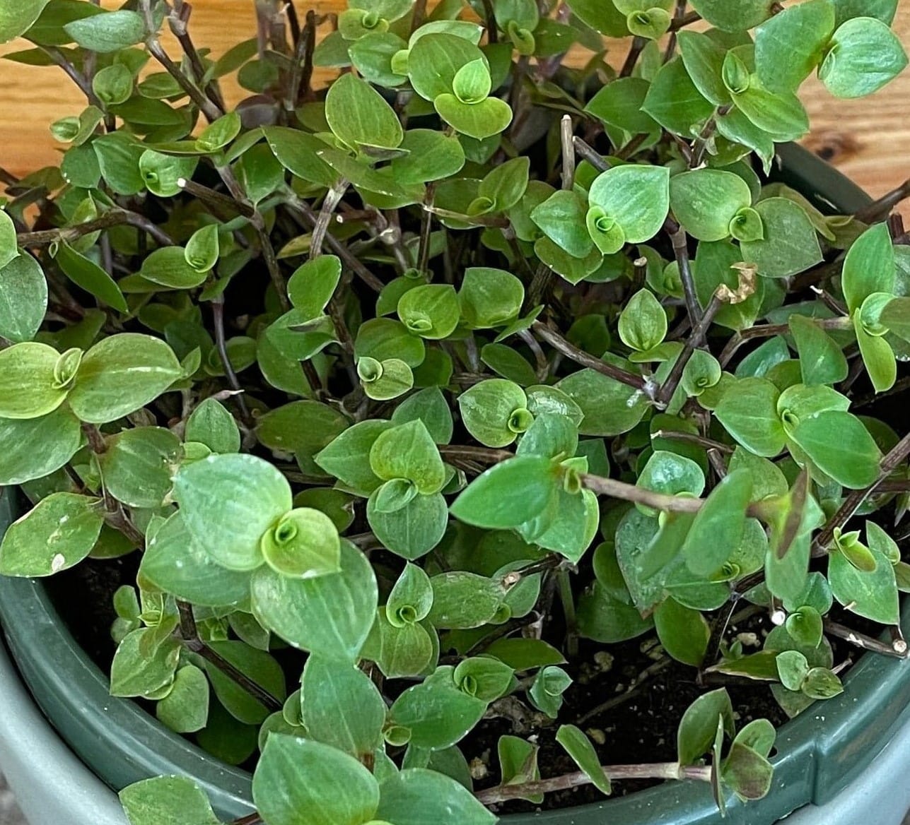 Callisia repens, 6" Plant live plant - additional view 5