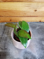Hoya Minahassae, 2" Plant live plant