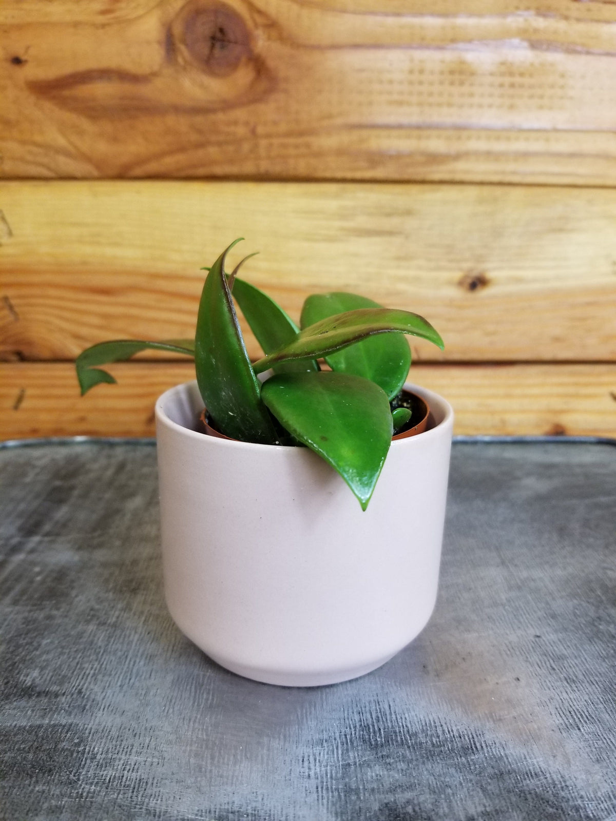 Hoya Minahassae, 2" Plant live plant - additional view 2