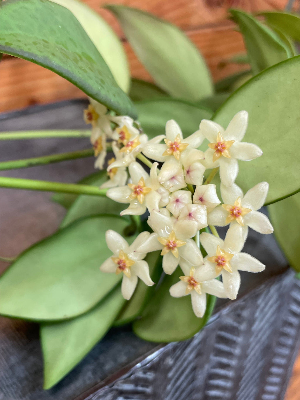 Hoya Minahassae, 2" Plant live plant - additional view 3